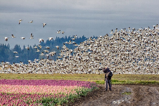 Oak Harbor’s Bill Ferry is so caught up in capturing the tulip fields in the Skagit Valley Sunday that he doesn’t realize another beautiful display of nature.