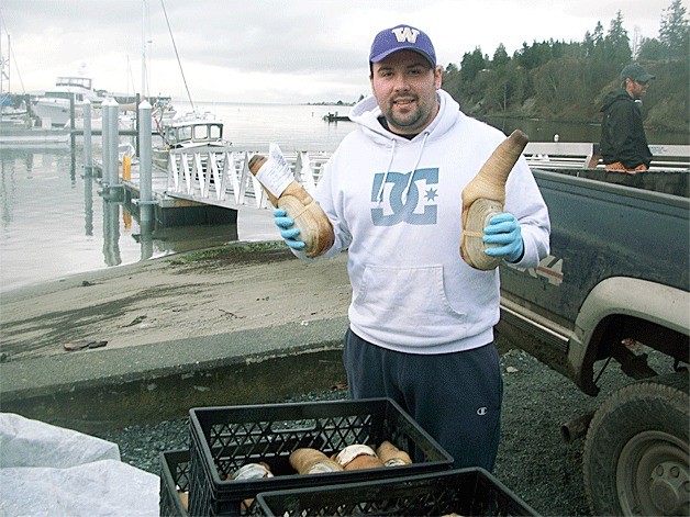 Adam Peterson displays two fine examples of geoducks caught near Langley last week. He estimated the harvest that day between 800 and 1