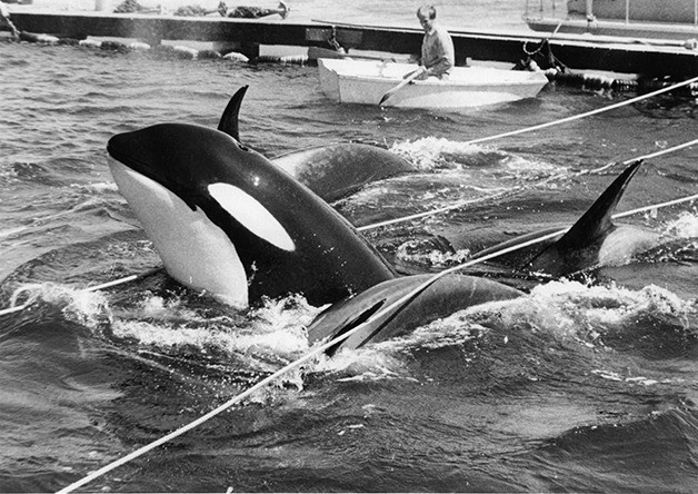 Orcas are corralled during the Penn Cove round up in 1970. Whale advocates hope a decision by federal regulators will lead to the release of Lolita