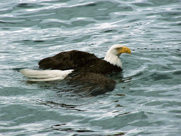 Passengers and crew of a boat from Deception Pass Tours pulled this injured eagle from Puget Sound. Unfortunately its injuries were too severe and it was euthanized.