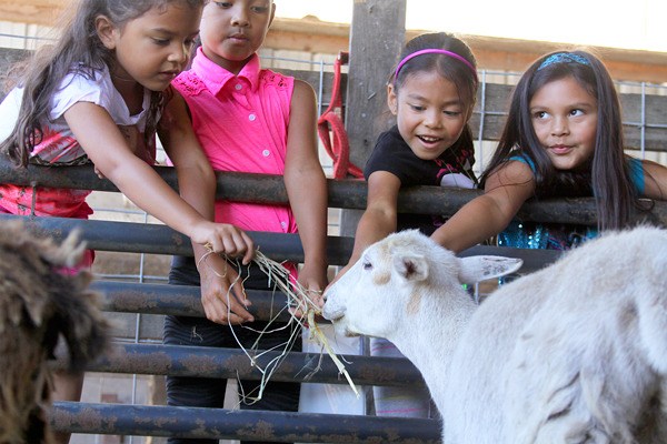 A lamb gets an offering of hay by young admirers during Farm Day at the 3 Sisters Family Farm in Oak Harbor Saturday.