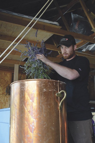 Maxwell Anderson loads 90 pounds of lavender into a copper kettle used as part of the distilling process to produce essential oil. From that 90 pounds of fresh cut lavender