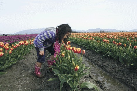 Six-year-old Amelie Wakatake sniffs a tulip at the RoozenGaarde field Saturday.