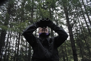 Event planner Janet Hall of  Whidbey Audubon scans the forest ceiling for a bird grouping. For this South Whidbey resident