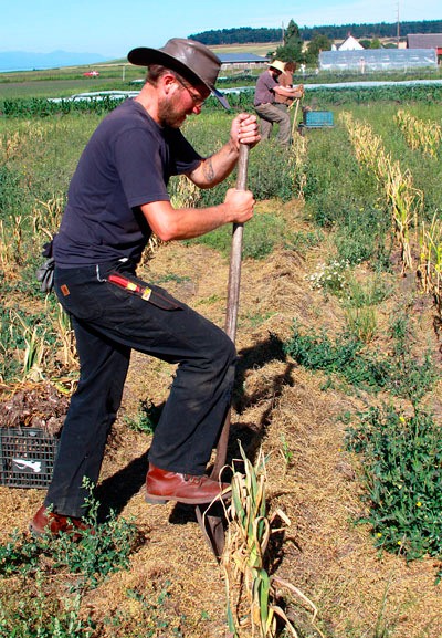 Brandon Nelson and Wilbur Purdue get an early start on harvesting Inchelium garlic at Prairie Bottom Farm.