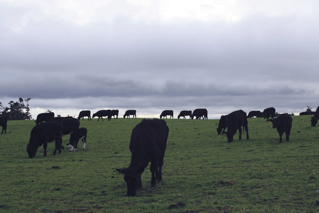 Cattle stand under dark clouds Tuesday morning at Bell’s Farm on West Beach Road between Oak Harbor and Coupeville. Farmers at Bell’s Farm said the dry and sunny days in the summer produced three crops two weeks ahead of schedule.