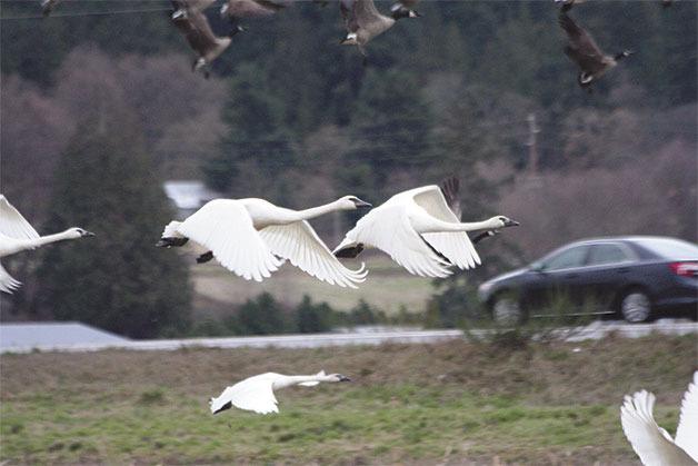 A flock of trumpeter swans takes flight Thursday evening after resting at Dugualla Bay Farm along Highway 20 on North Whidbey.