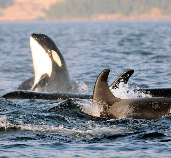 Southern Resident orcas swim in Puget Sound. Federal regulators have announced new rules that require boaters to maintain a 200-yard distance between all killer whales. It’s hoped that the buffer will limit disruptions on feeding and improve overall population numbers.