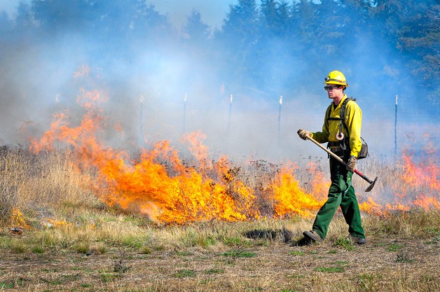 A crew member from the Washington State Department of Natural Resources regulates the spread of fire during a controlled burn at the Pacific Rim Institute in Coupeville last week.