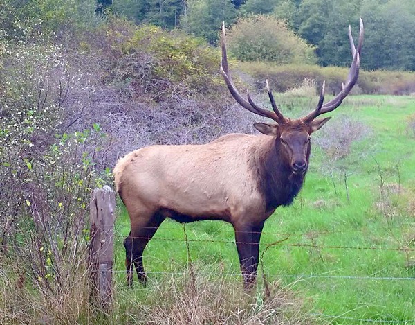 A recent photo taken by Margaret Nichols of North Whidbey reveals that Whidbey Island’s lone elk