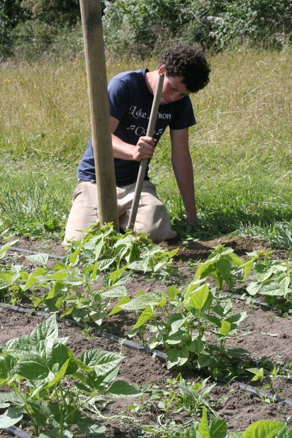Intern Victor Reuther is spending his summer working at Rosehip Farm & Garden. The Central Whidbey Island farm is partnering with the Oystercatcher in Coupeville to participate in a slow food event at the Greenbank Farm.