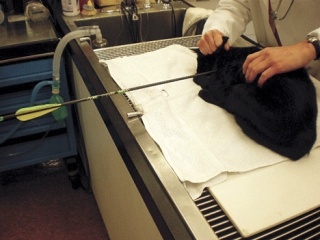 A cat found on North Whidbey with an arrow through its chest should survive after surgery.