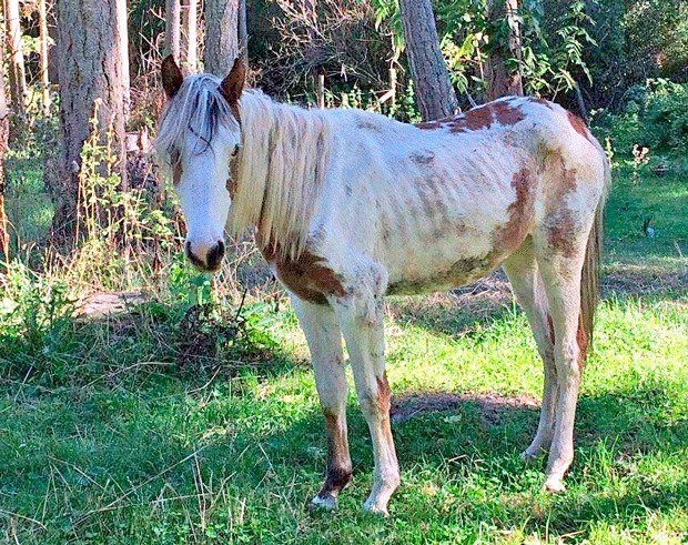 The mare Sunbeam appears underweight in a photo taken earlier this year. The horse wa adopted by a friend.