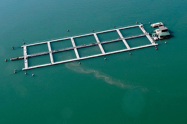 Island County recently banned fin-fish net pen farms like this one