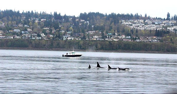 A pod of orcas swims in the waters near the Mukilteo Ferry Dock March 22. Gray whales also were spotted near Whidbey and are around until May.
