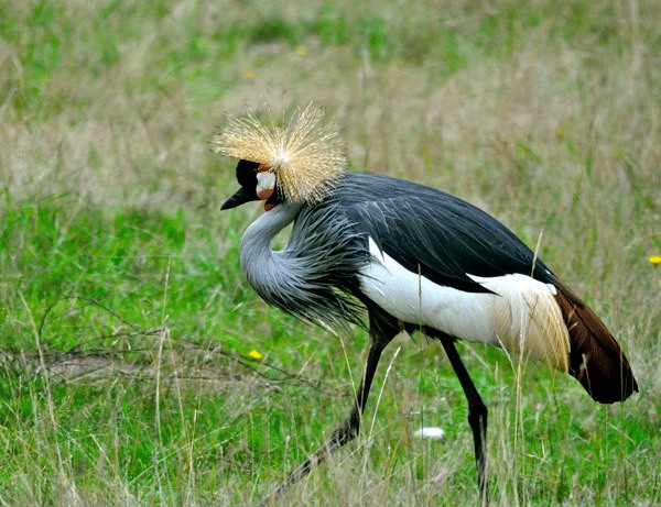 Pam Headridge submitted the best of several pictures of the grey crowned African crane seen recently on Whidbey Island.