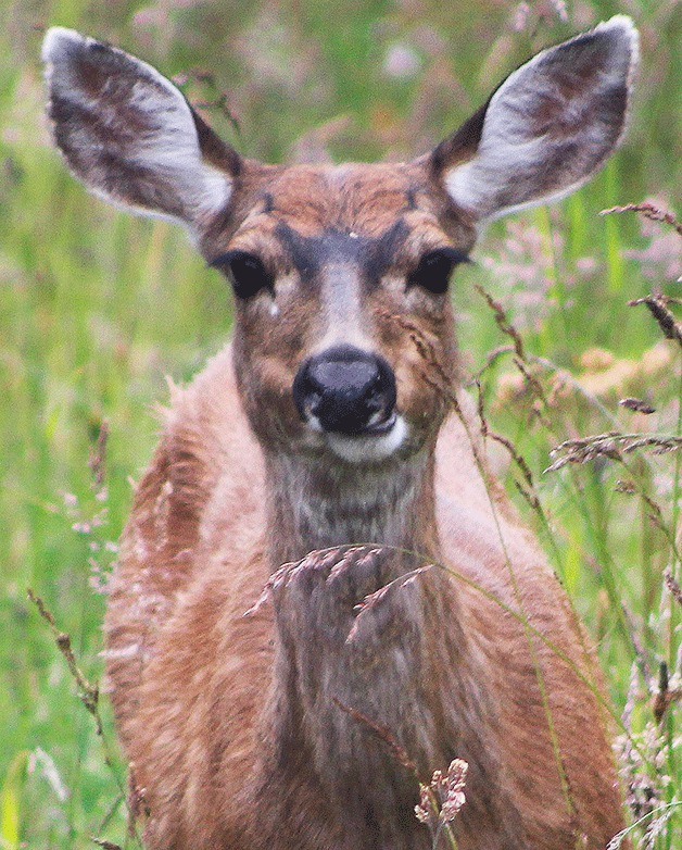 Deer in the spotlight: A questionnaire sent out this week by graduate student Rob Wingard aims to determine what Whidbey residents think of the heavy population of deer on the island. Results may help the state in deciding how to deal with the growing deer population.