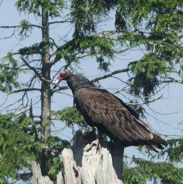 A turkey vulture was seen near one North Whidbey residence this week