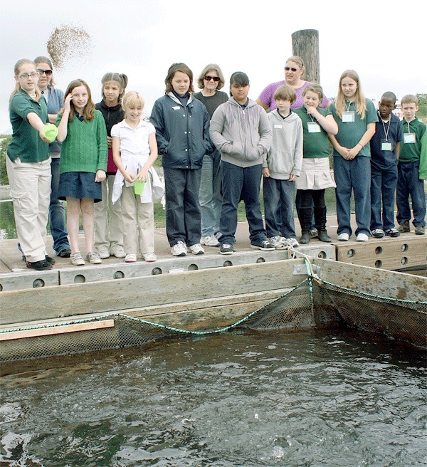 Students feed coho salmon before they were released from the Oak Harbor Marina.