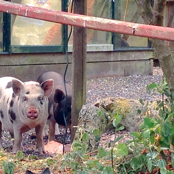 Two pigs have been causing a bit of a disturbance at an Oak Harbor residence.