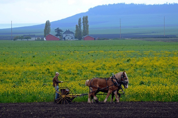 Greg Lange seeds a field in Central Whidbey with his draft horses.
