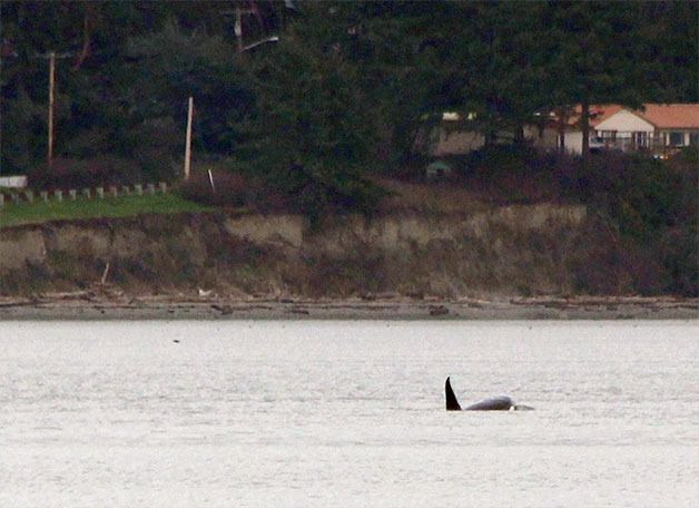 A transient orca surfaces in Penn Cove Thursday. Three orcas were seen and heard in the cove.
