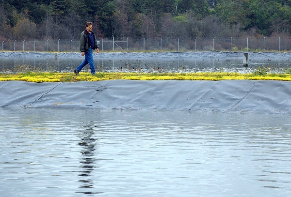 Oak Harbor wastewater treatment plant manager Larry Michaels walks along one of the dividers that separates ponds in the city’s lagoon treatment facility. The city is planning to build a plant that will combine the lagoon site and the facility in Windjammer Park within seven years.