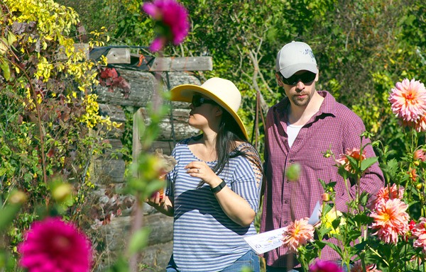 Visitors at Rosehip Farm and Garden in Coupeville walk through a trail surrounded by dahlias in a flower garden Saturday. The 10th Whidbey Island Farm Tour drew about 350 people to the farm Saturday.