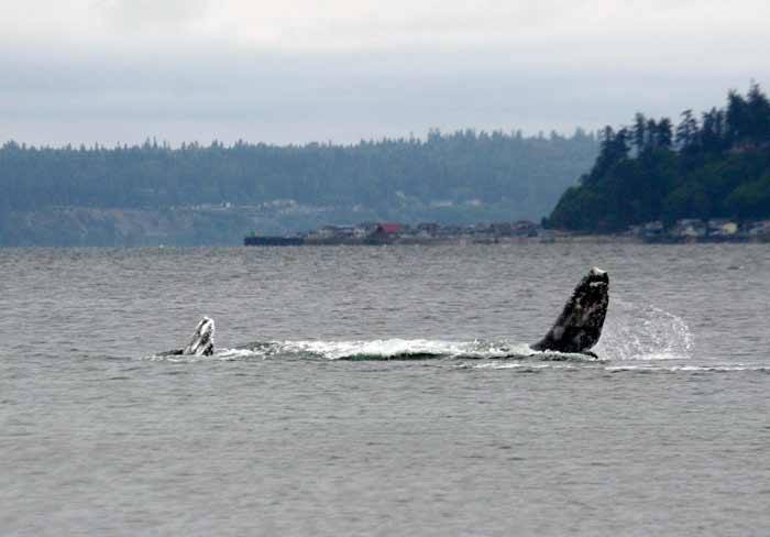 Howard Garrett of the Orca Network snapped a shot of a gray whale feeding  near Greenbank Beach in Central Whidbey in May