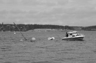 A diver started work Monday to raise a sailboat that sank near the Coupeville Wharf last month.
