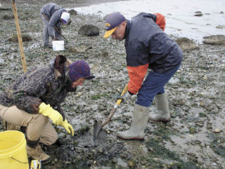 Clamdiggers Samantha Hicks and Richie Slater sort through horse and butter clams Thursday afternoon