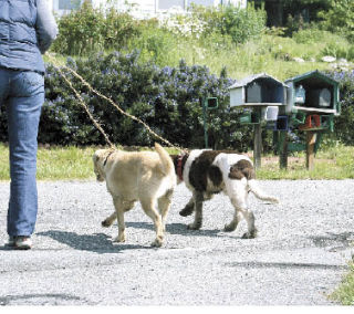Two friendly but unclaimed dogs are led away after rescuing themselves from a harrowing cliff experience.