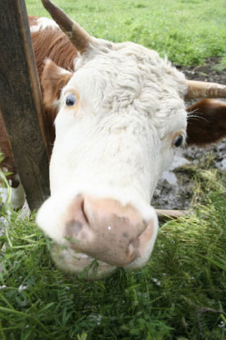 The steer that escaped from Bell’s Farm April 21 eats his 20th meal of the day Wednesday at Jerry Lang’s farm outside Oak Harbor. The steer came out of hiding exactly four weeks after it disappeared into a tract of forest near Bell’s Farm. Lang