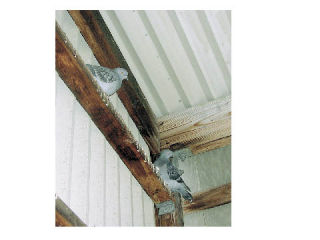 Pigeons have become unwelcome guests at the Oak Harbor Marina