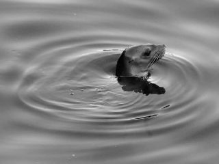 Seals develop a protective awareness to escape into the water if approached. Sometimes