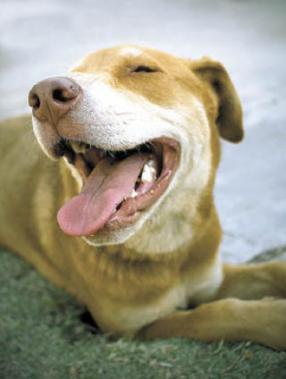 Happy dogs throughout the island are looking forward to the FETCH! Walkabout and Wine Tasting Aug. 9 in Bayview.