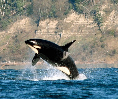 Jill Hein photographed this orca whale jumping