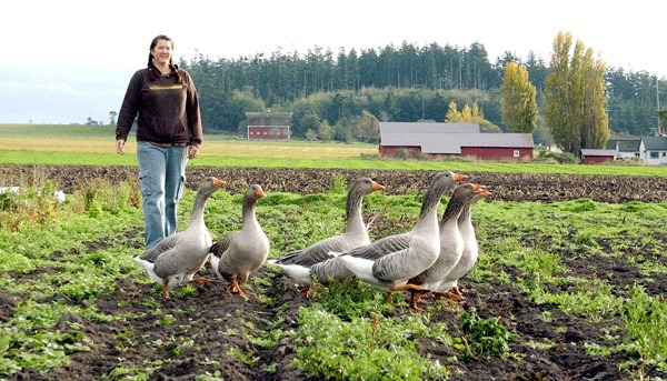 Julieanna Purdue herds geese at Prairie Bottom Farm.  She and her husband