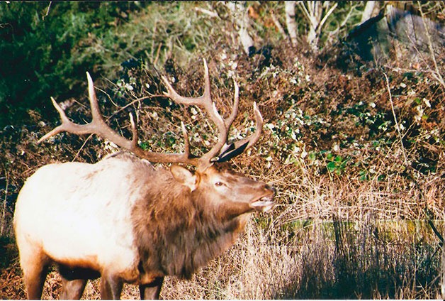 Whidbey's lone resident elk in a photograph taken in November 2014.