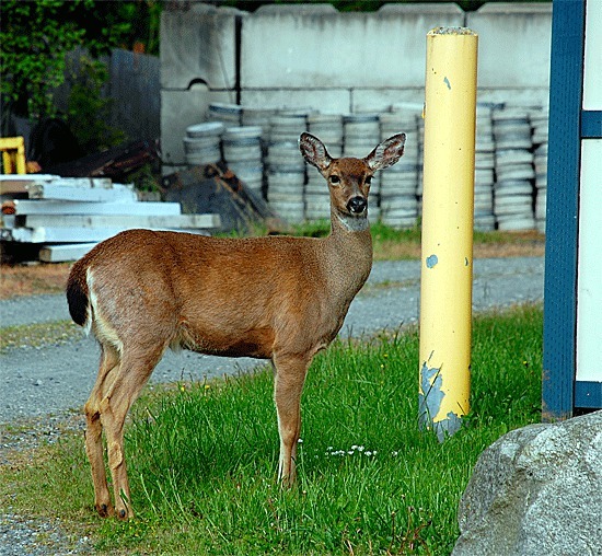 A deer wanders around Coupeville’s town shops off North Main Street. Wildlife officials are worried “deer hair loss syndrome” will plague the island’s black-tail deer population.