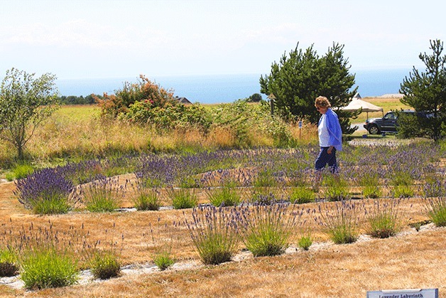 Above: Guests can roam Lavender Wind Farm’s lavender labyrinth as well as the lavender fields. Right: Coupeville artist Mary Alice Sterling will return this year with her hand-woven baskets.