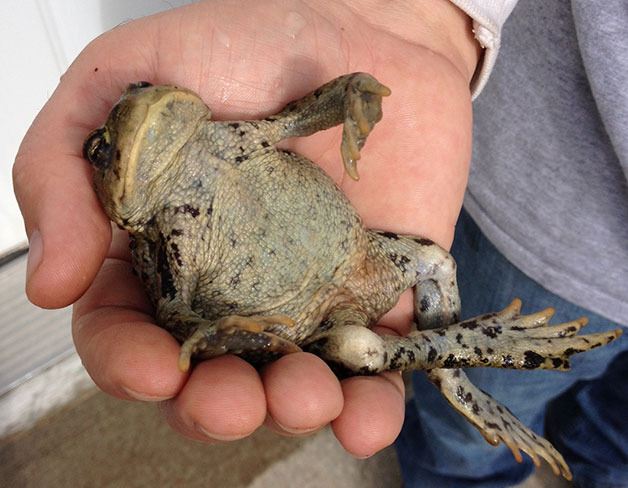 A Western Toad found on North Whidbey rests in a resident’s hand after getting a bath. WEAN’s latest petition is critical of the county’s lack of protections for the rare animals like the toad.