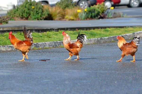 A clutch of chickens arrived unexpectedly in Langley.