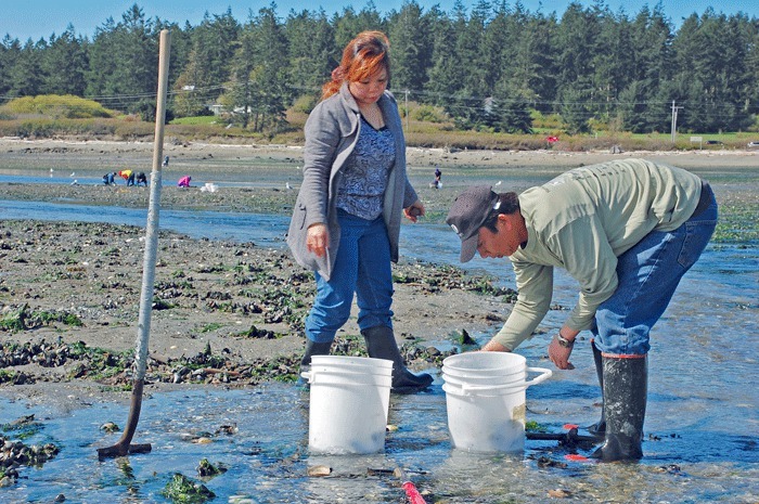 Anacortes residents Davian and Somchay Soutthivong dig for clams at Grasser’s Lagoon at the west end of Penn Cove. They were just two of many that came out that day to enjoy the day’s sunshine during an unusually long and cold spring.