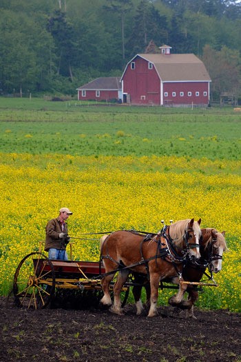 Freeland resident Greg Lange seeds a field in Central Whidbey Tuesday with his American Belgian draft horses