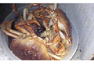 Whidbey crab season opens July 2 — here are some tips