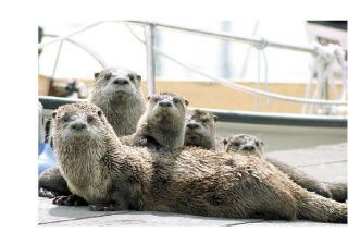 Oak Harbor resident Glen Groenig photographed a family of otters taking it easy at the Oak Harbor Marina during the Race Week event in July.