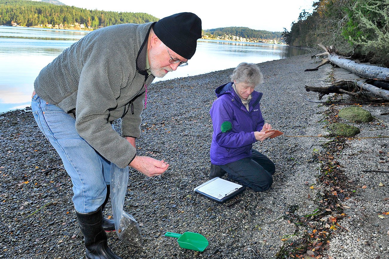 Firstdocumented evidence of smelt eggs found at Bay Whidbey