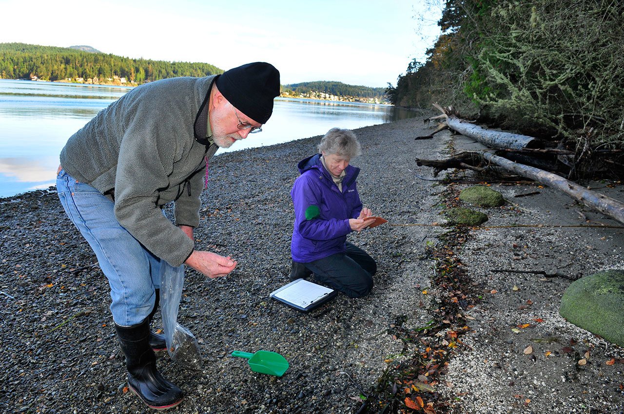Above, Ruth Richards, right, a member of the Island County Marine Resources, and Jamie Harltey, left, a volunteer and member of Sound Water Stewards, sift through sand samples at Cornet Bay Friday to test for the presence of forage fish eggs. The abundance of forage fish is critical to the ecosystem and food chain in Puget Sound.