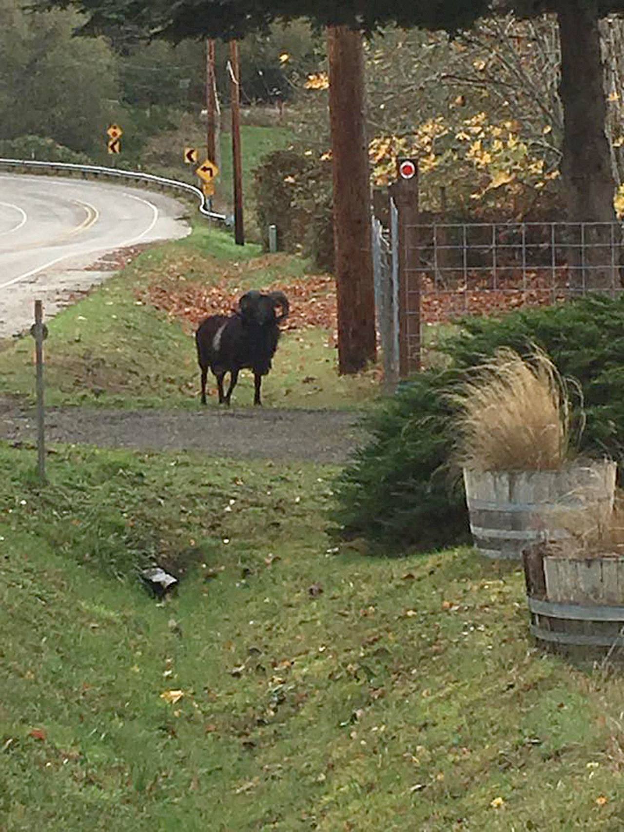 Loose ram spotted in Freeland